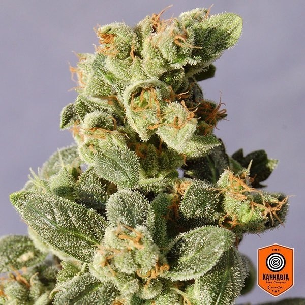 Visualizzazione Gnomo autofiorente di Kannabia Seeds