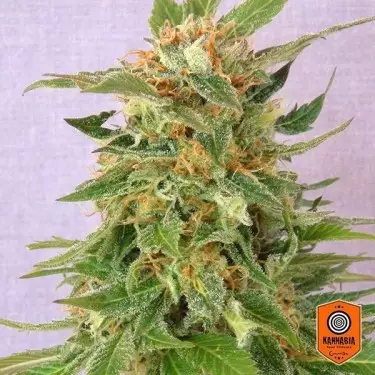 Ginger Punch auto di Kannabia Seeds