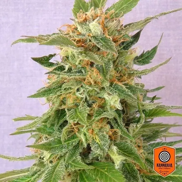 Visualizzazione Ginger Punch auto di Kannabia Seeds