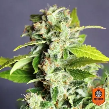 Mikromachine Auto di Kannabia Seeds