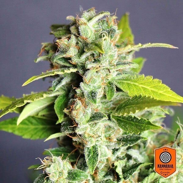 Visualizzazione Mikromachine Auto di Kannabia Seeds