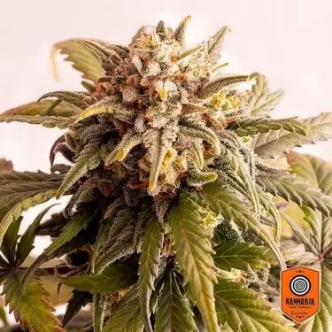 Speedy Boom varietá auto di Kannabia Seeds