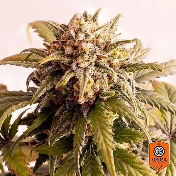 Speedy Boom varietá auto di Kannabia Seeds