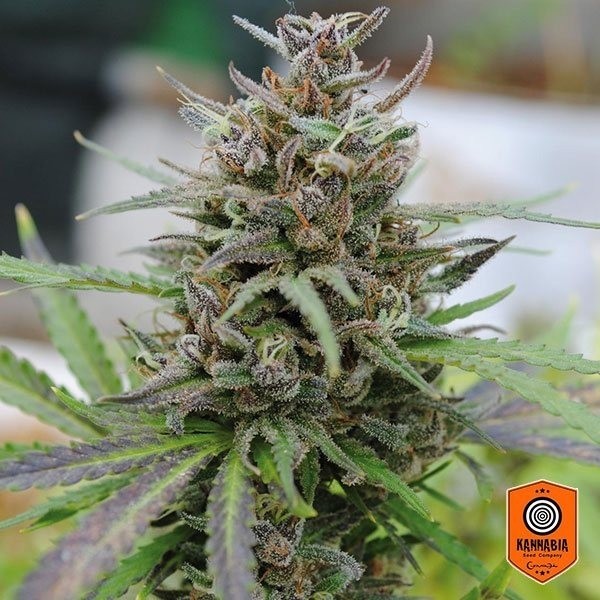 Visualizzazione Baby Boom Auto fem. di Kannabia Seeds - Grow Barato