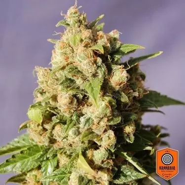 Kiss di Kannabia Seeds semi feminizzati