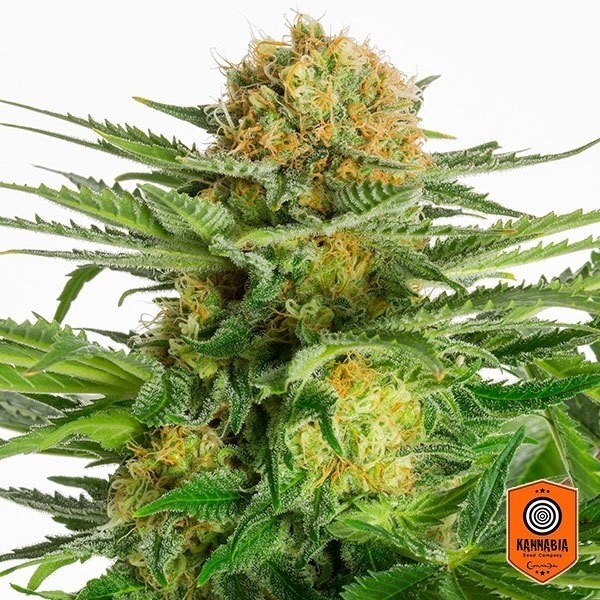 Visualizzazione White Domina di Kannabia Seeds feminizzata