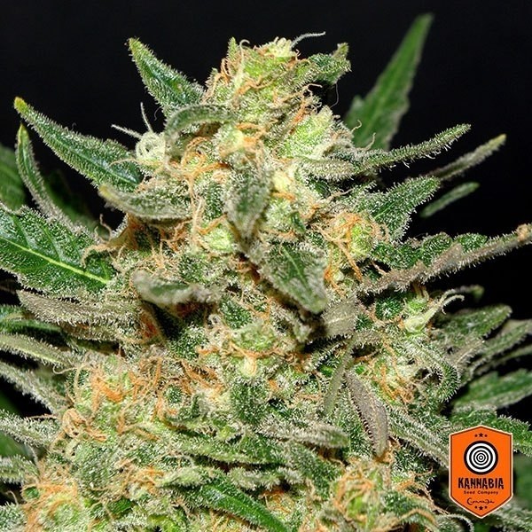 Visualizzazione Thai Fantasy Plante de marijuana
