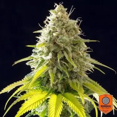 Mataro Blue di Kannabia Seeds femminizzata