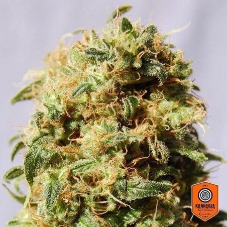 La Reina de África aka Kaboom Kannabia Seeds - Grow Barato