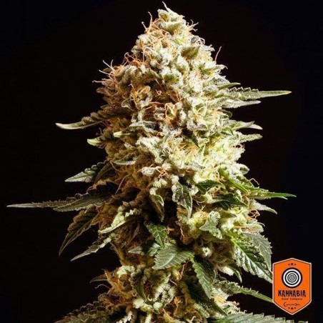 La Blanca di Kannabia Seeds femminizzata