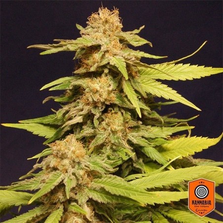 Big Bull di Kannabia Seeds feminizzata