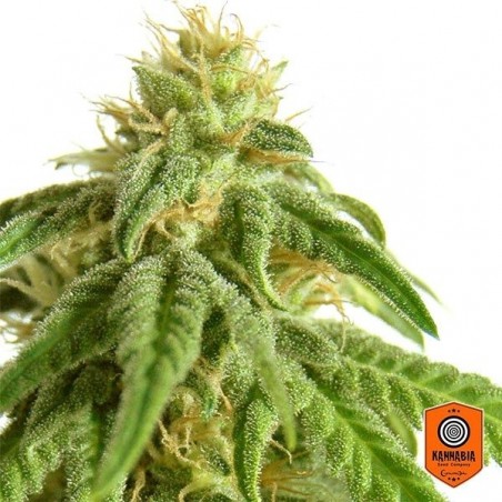 Afrodite di Kannabia Seeds feminizzata