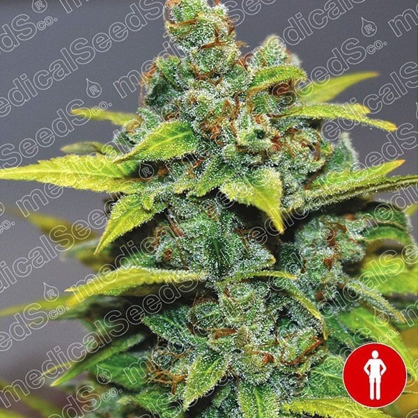 Visualizzazione Banana Zkittlez semi del banco Medical Seeds
