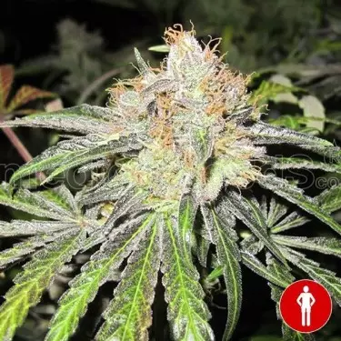 Deep Neville Regular di Medical Seeds.