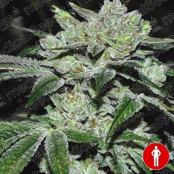 Visualizzazione Sour Glue planta de marihuana