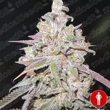 Mendocino Chanel Kush di Medical Seeds.