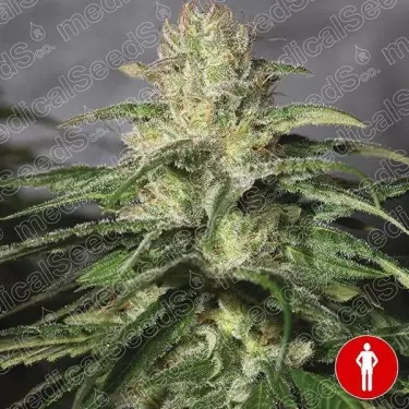 OG Kush CBD di Medical Seeds femminilizzata.