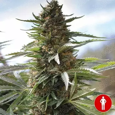Over Dawg Medical Seeds 100% femminilizzata.