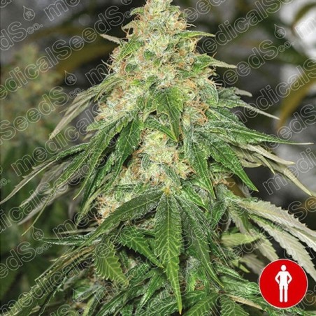 Some Sweet di Medical Seeds femminilizzata.