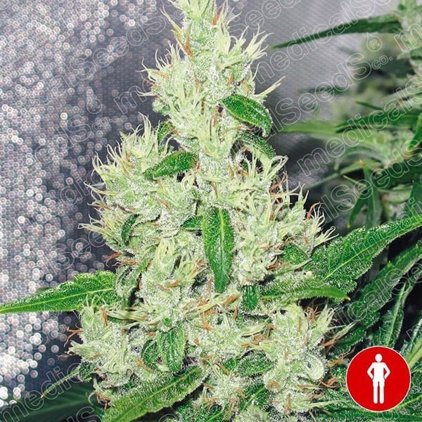 Y Griega di Medical Seeds femminilizzata.