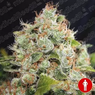 BCN Sour Diesel Medical Seeds femminilizzata.