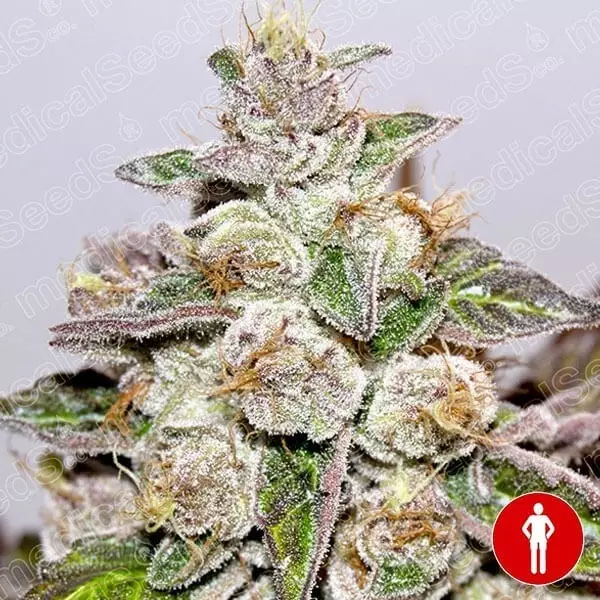Visualizzazione Mendocino Purple Kush di Medical Seeds.