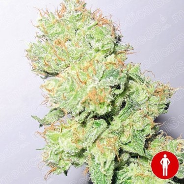 Y Griega CBD