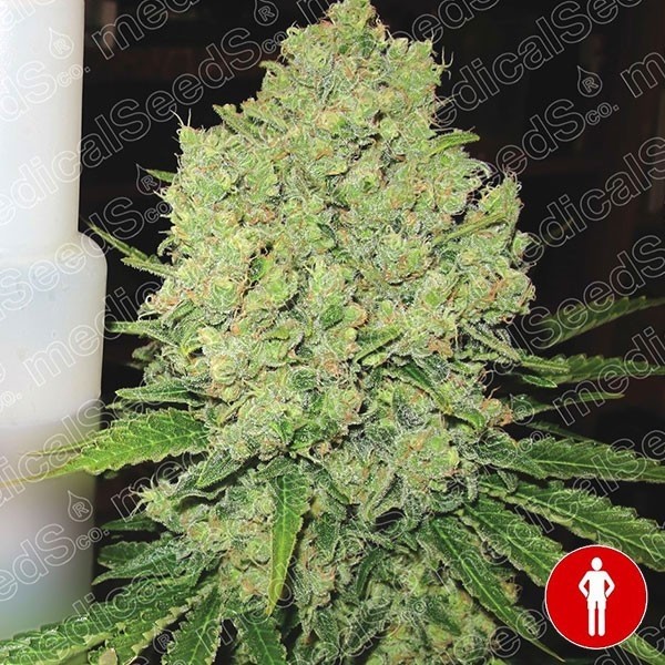 Visualizzazione Prozack di Medical Seeds femminilizzata.