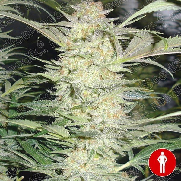 Visualizzazione White Widow di Medical Seeds femminilizzata.