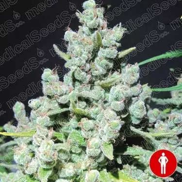 Malakoff di Medical Seeds femminilizzata.