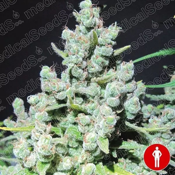 Visualizzazione Malakoff di Medical Seeds femminilizzata.