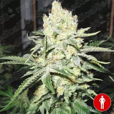 No Name di Medical Seeds femminilizzata.