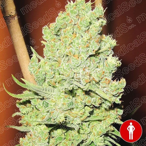 Visualizzazione Channel + di Medical Seeds femminilizzata.