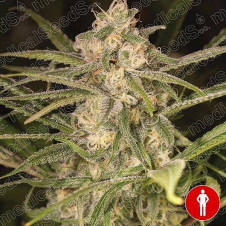 No Name Auto del banco Medical Seeds.