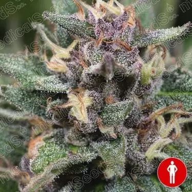 Blue Hell Auto del banco Medical Seeds.