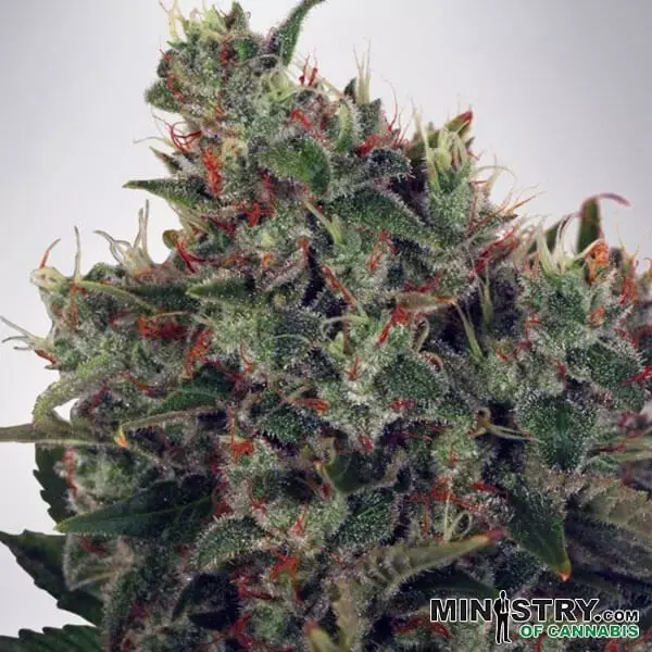 Visualizzazione Ultra White Amnesia di Ministry of Cannabis.