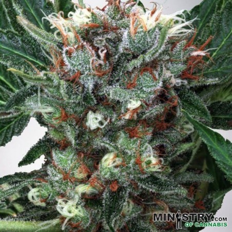 Zensation femm. di Ministry of Cannabis.