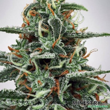 White Widow