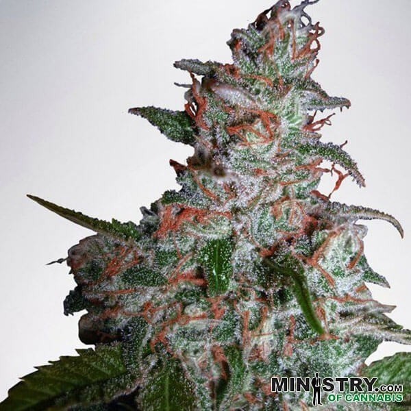 Visualizzazione Northern Lights Moc cannabis plant