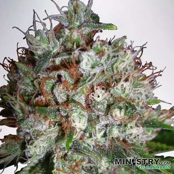 Big Bud XXL femm. di Ministry of Cannabis.