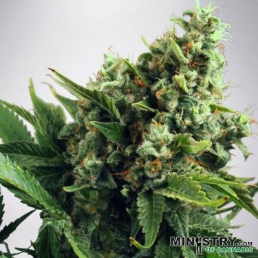 Visualizzazione Auto White Widow Ministry of Cannabis
