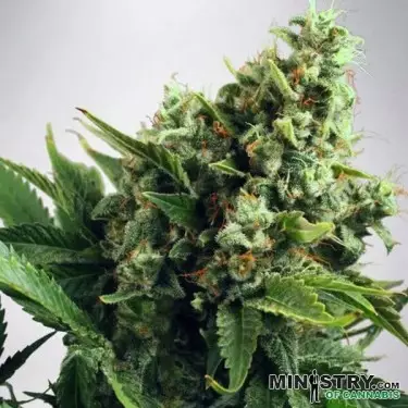 Auto White Widow Ministry of Cannabis