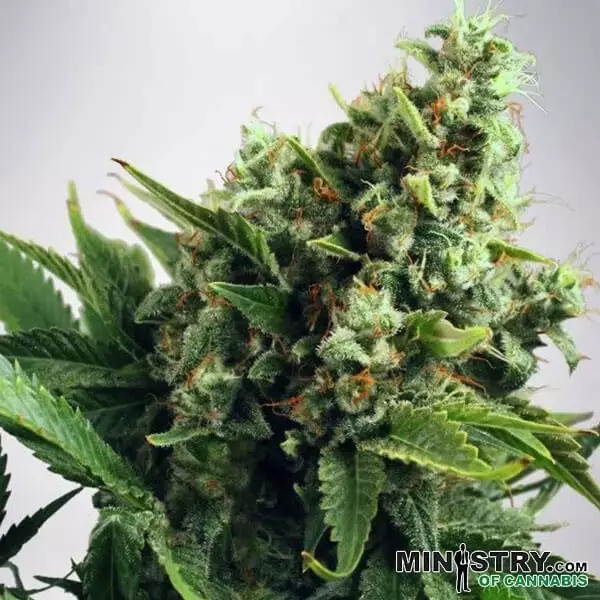 Visualizzazione Auto White Widow Ministry of Cannabis