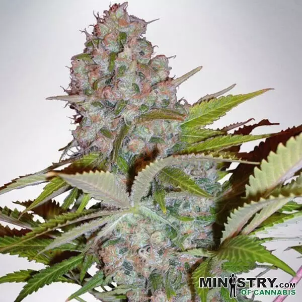 Visualizzazione Chesse NL Autofiorente Ministry of Cannabis