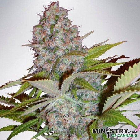 Chesse NL Autofiorente Ministry of Cannabis