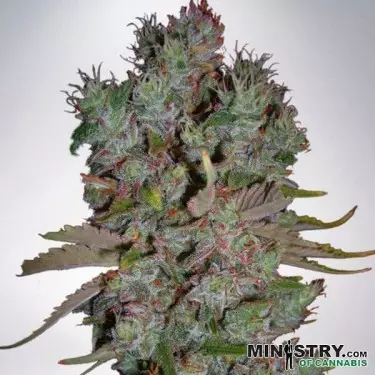 Auto Blueberry Domina Ministry of Cannabis