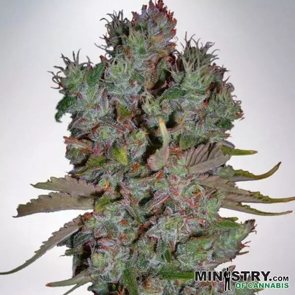 Visualizzazione Auto Blueberry Domina Ministry of Cannabis