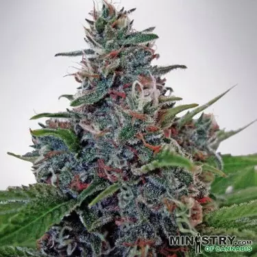Auto Blue Amnesia di Ministry of Cannabis