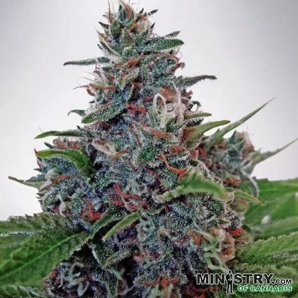 Auto Blue Amnesia di Ministry of Cannabis