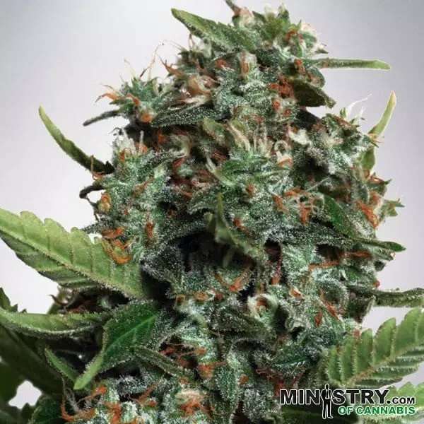 Visualizzazione Autopilot XXL di Ministry of Cannabis